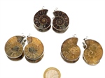 Ammoniten Anhänger - 1 Paar