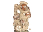 Ammoniten Skulptur (montiert)