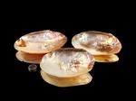 Muschel mit Perlen