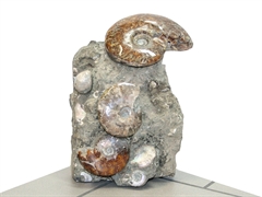 Ammoniten Skulptur (montiert)
