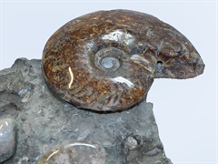 Ammoniten Skulptur (montiert)