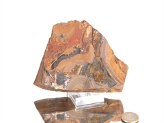 Druzy Hämatit auf Tigereisen