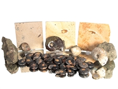 Fossilien Restposten