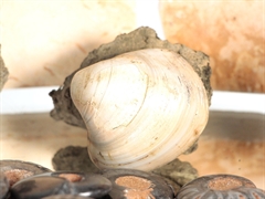Fossilien Restposten