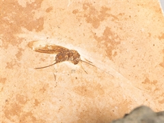 Fossilien Restposten