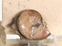 Fossilien Restposten