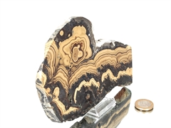 Schalenblende XL