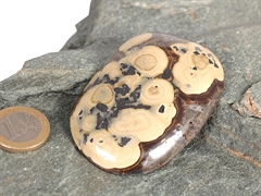 Schalenblende