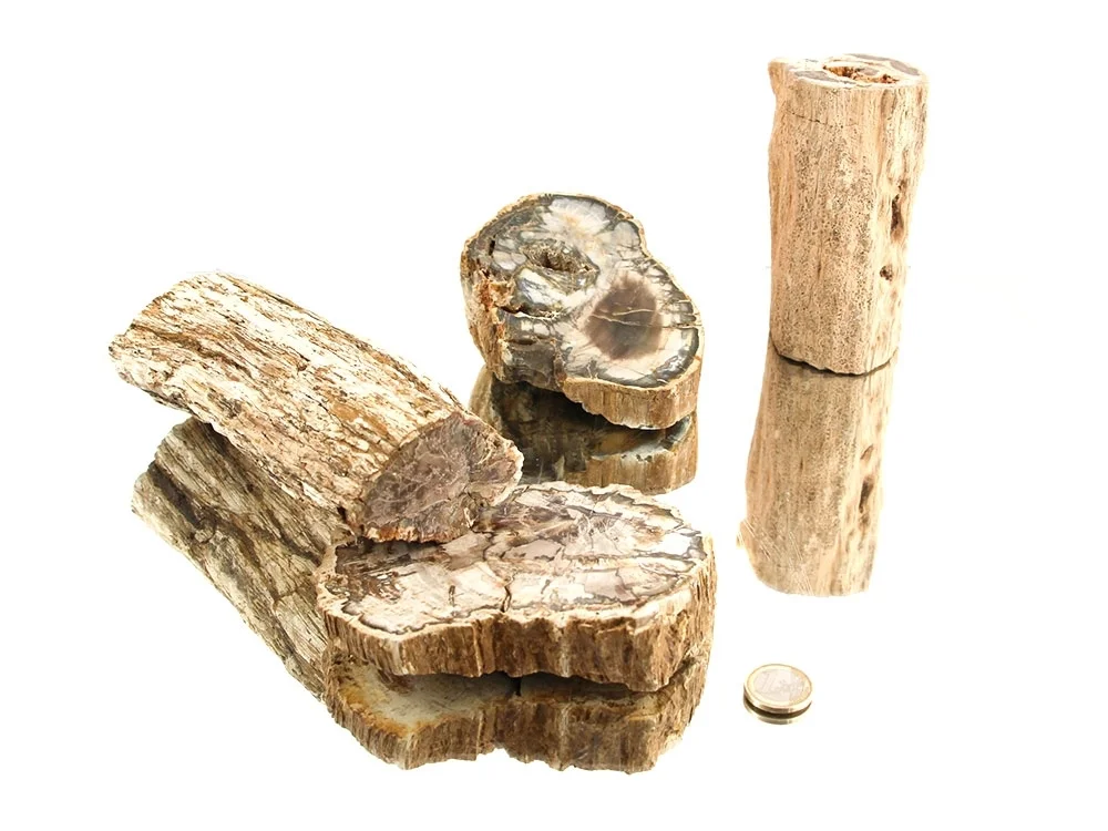 Versteinertes Holz - Stämmchen (groß) - 1 kg