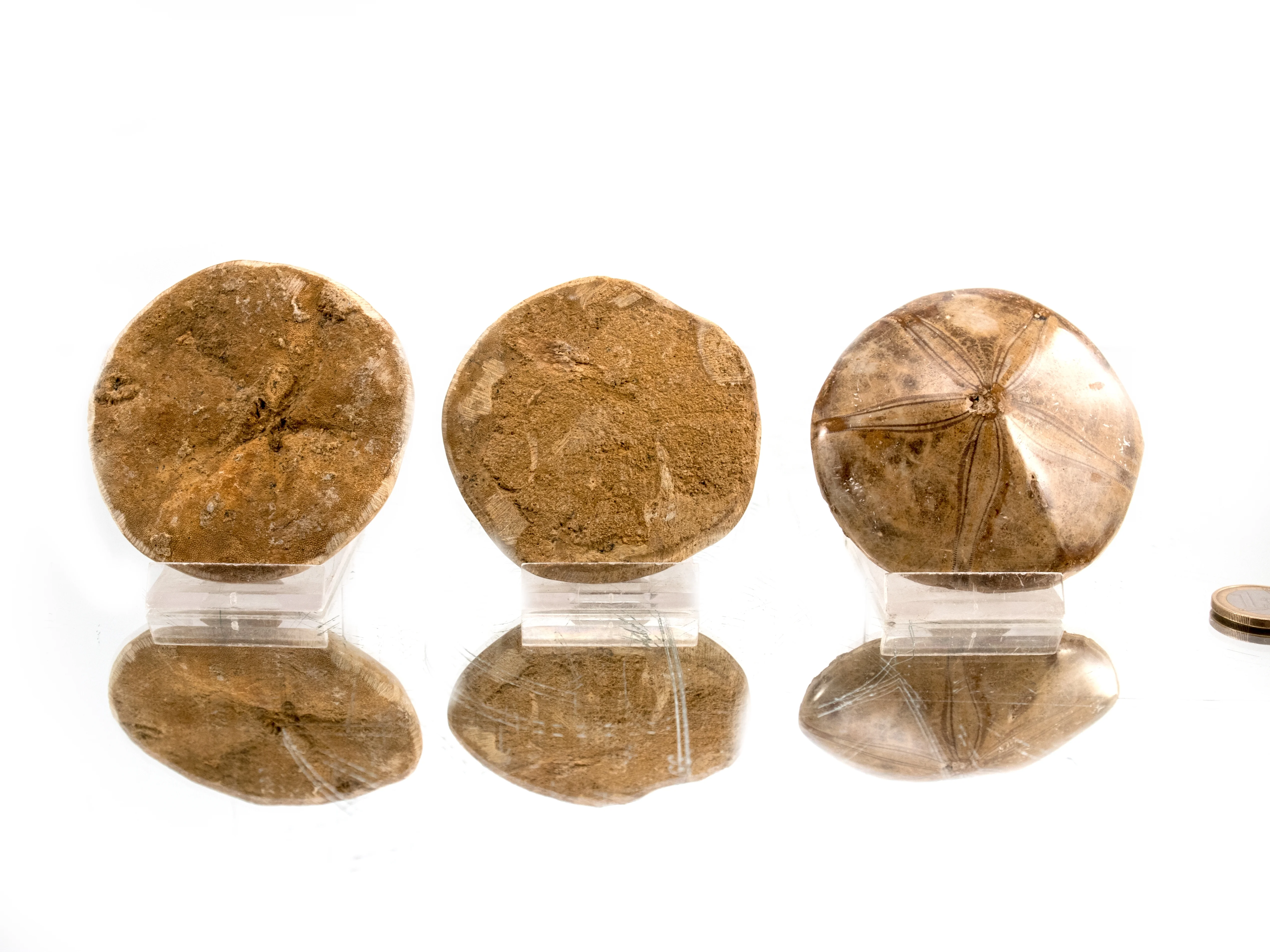 Versteinerte Seeigel (fossile Sanddollar) - 1 Stück