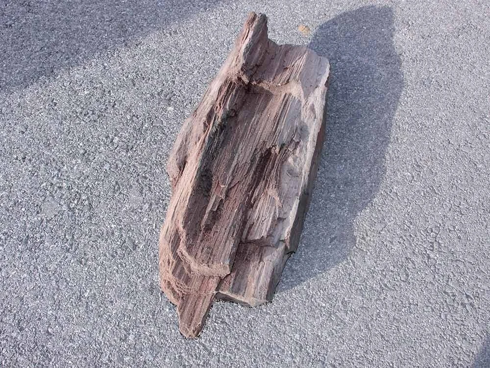 glitzerndes, verkieseltes Holz - Feenholz