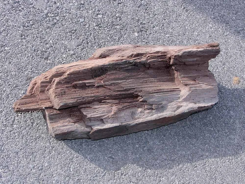 glitzerndes, verkieseltes Holz - Feenholz