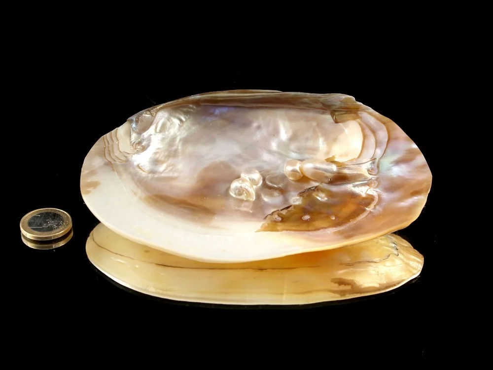 Muschel mit Perlen