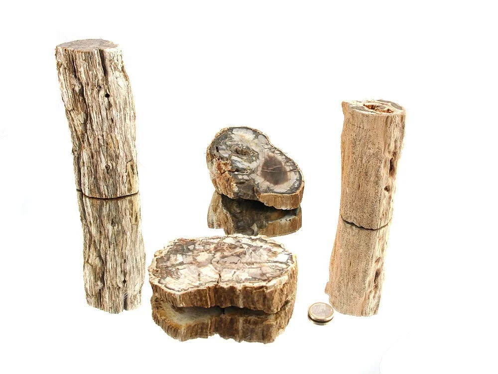 Versteinertes Holz - Stämmchen (groß) - 1 kg