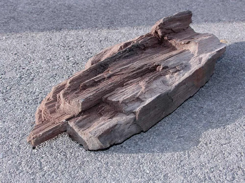 glitzerndes, verkieseltes Holz - Feenholz