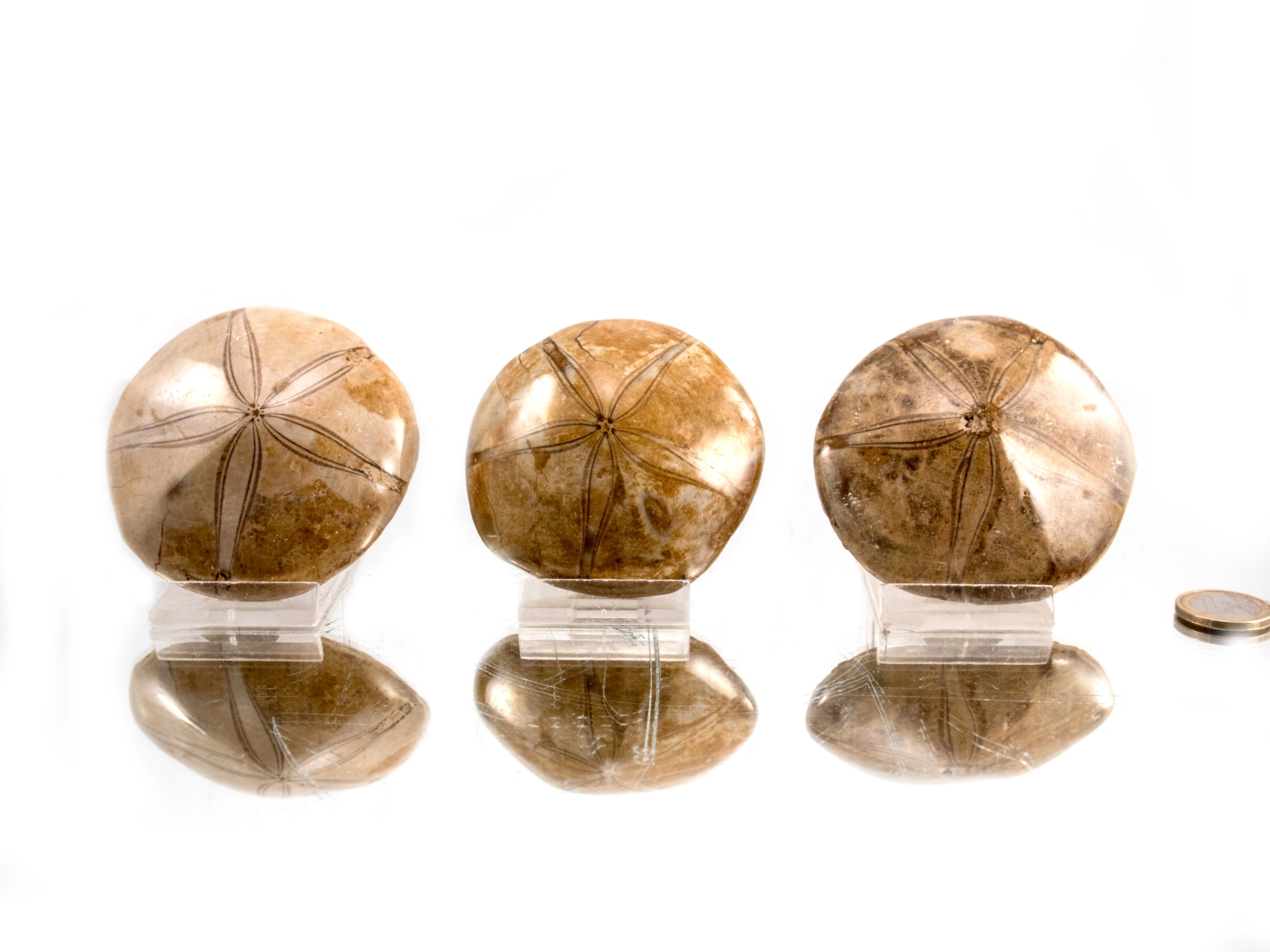 Versteinerte Seeigel (fossile Sanddollar) - 1 Stück